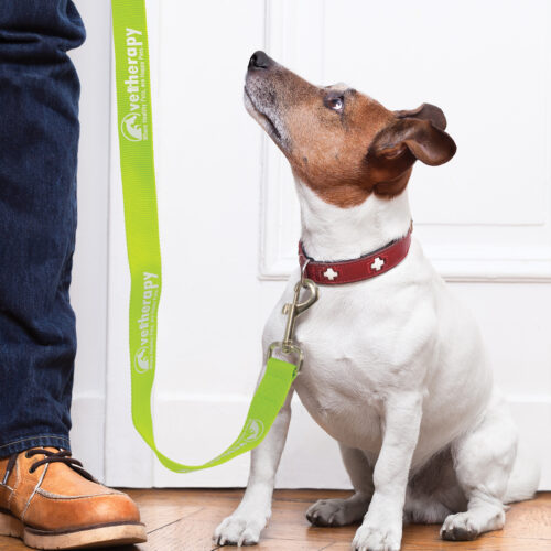 Dog Collar 10mm