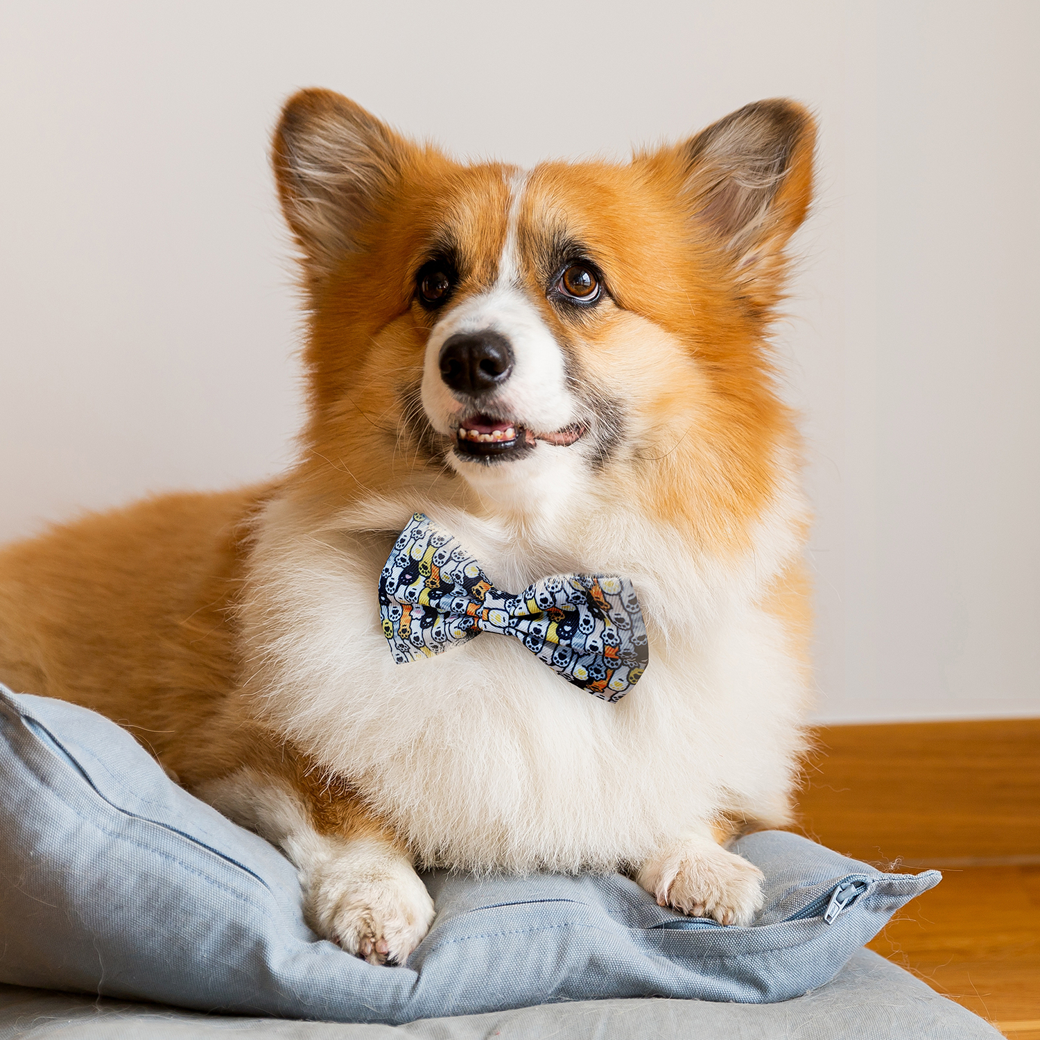 Amigo Pet Bow Tie